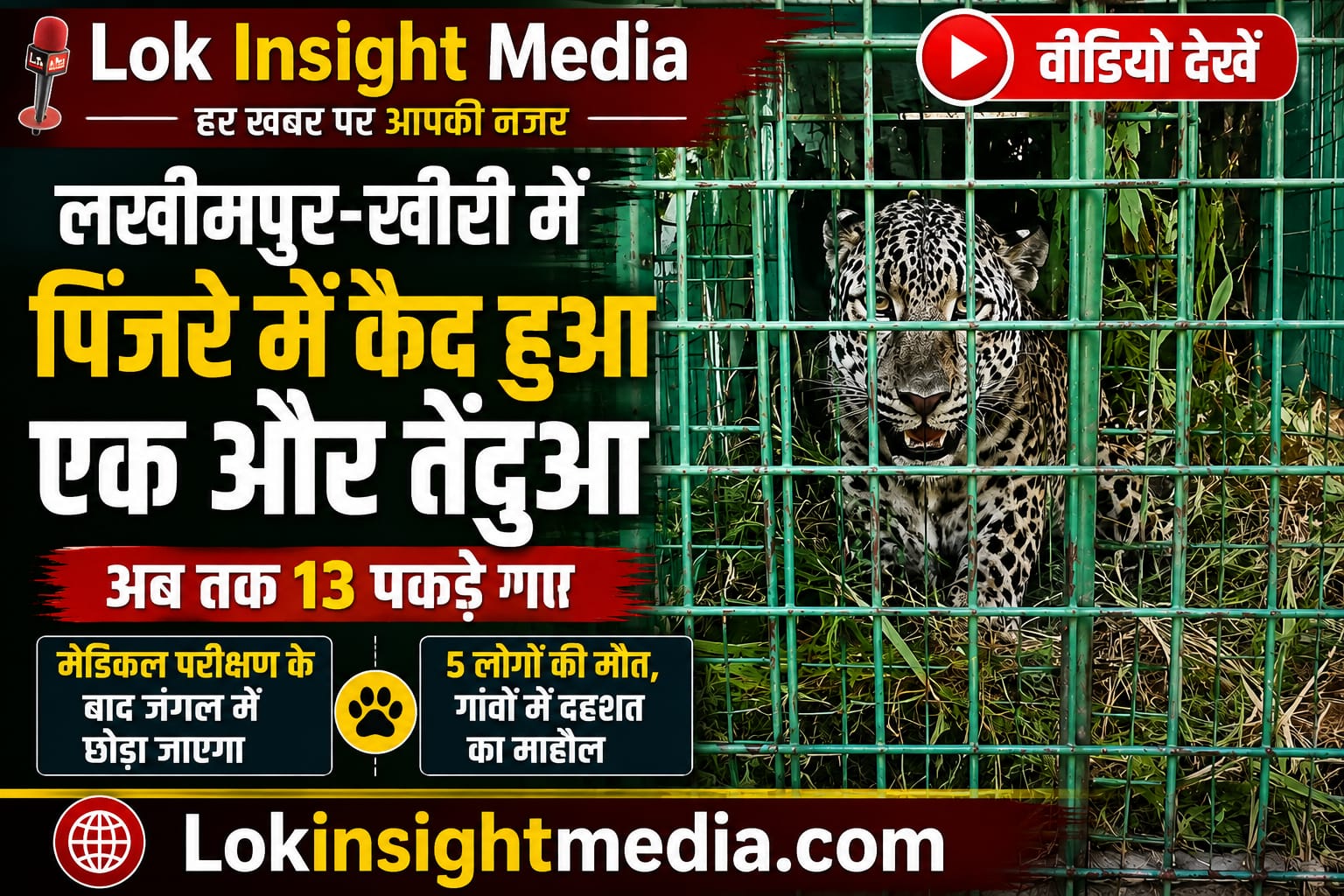 लखीमपुर खीरी में पिंजरे में कैद तेंदुआ